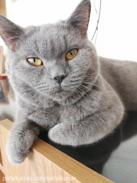 azman Erkek British Shorthair