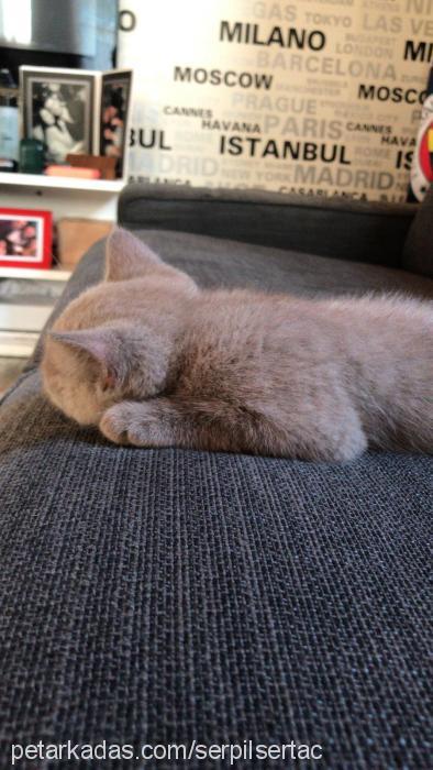 lily Dişi British Shorthair