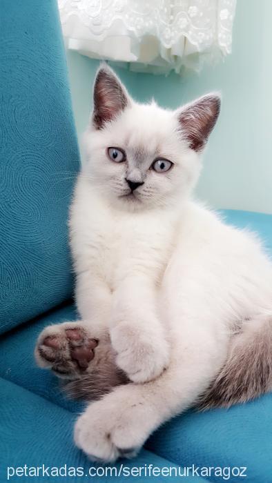 bambi Erkek British Shorthair