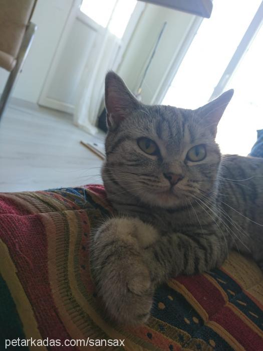 sansa Dişi American Shorthair