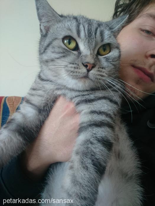 sansa Dişi American Shorthair