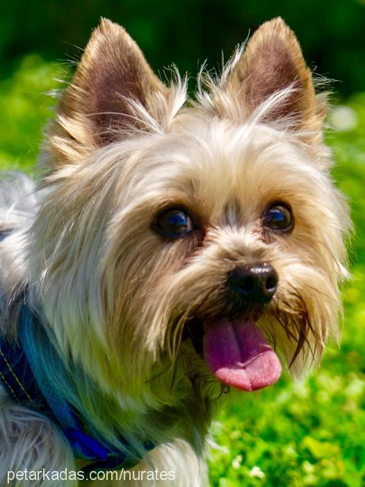 ateş Erkek Yorkshire Terrier