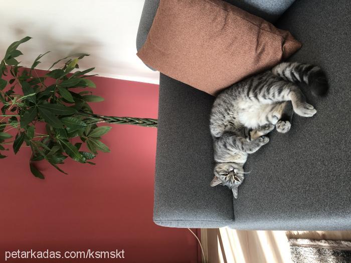 hûzi Dişi British Shorthair