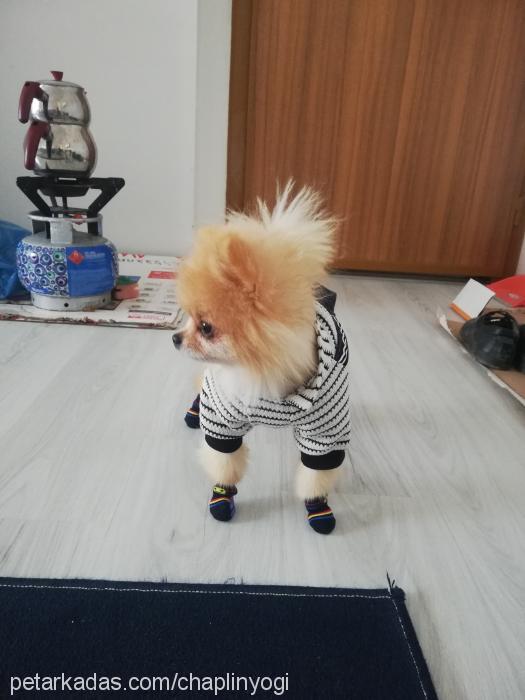 chaplin Erkek Pomeranyalı