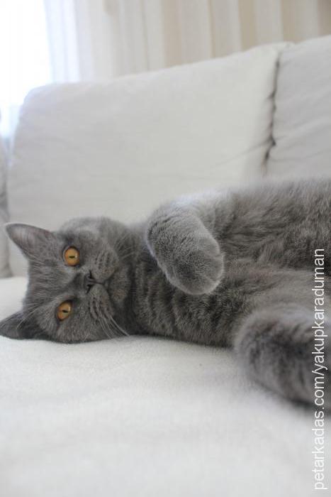 duman Erkek British Shorthair