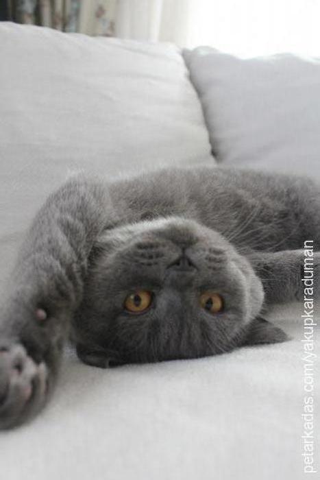 duman Erkek British Shorthair