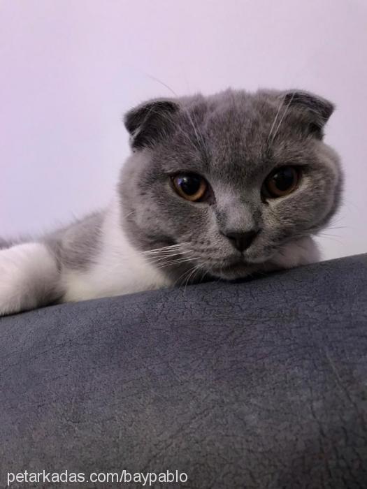 pablo Erkek Scottish Fold