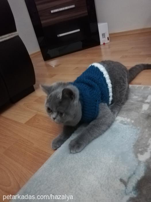 maya Dişi British Shorthair