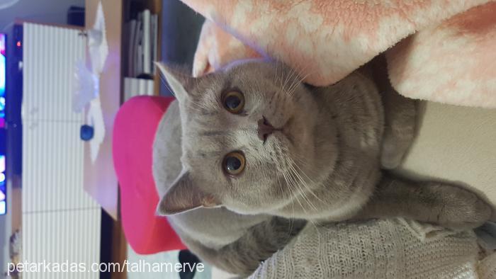 ceviz Erkek British Shorthair