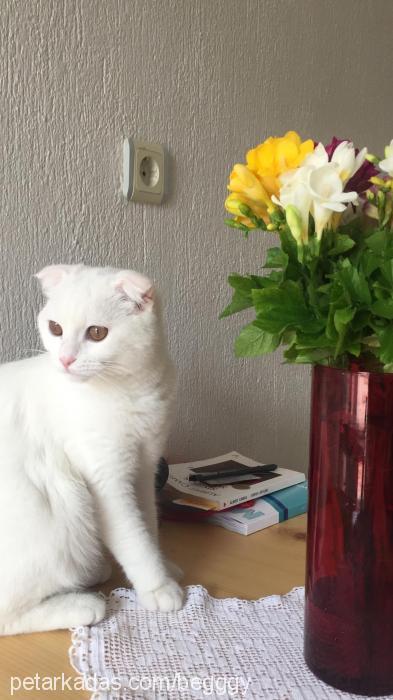 jennygirl Dişi Scottish Fold