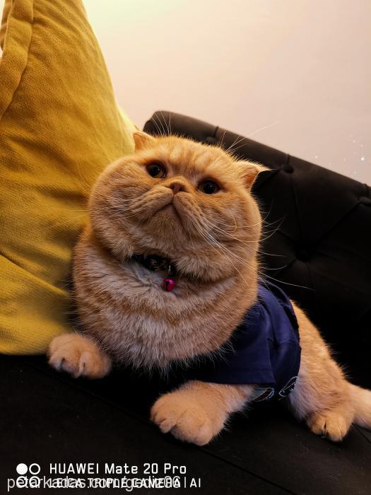 mısır Erkek Scottish Fold