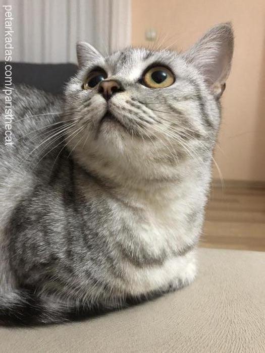 paris Dişi British Shorthair