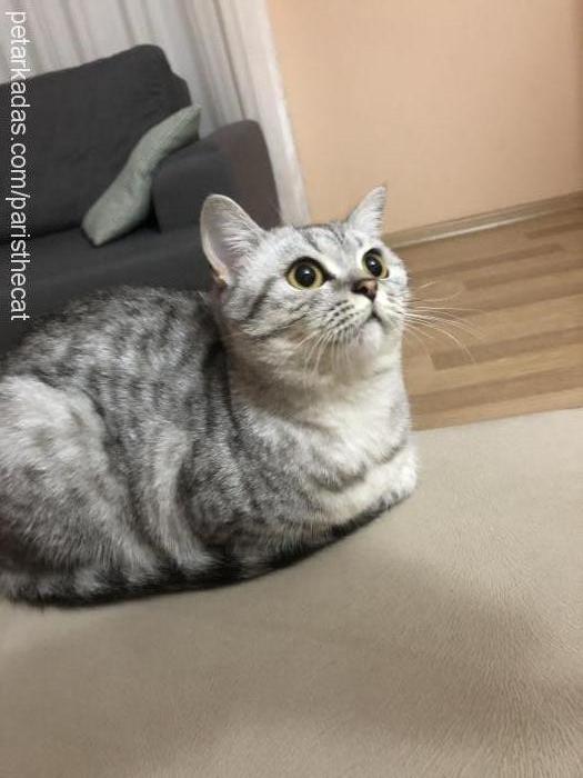 paris Dişi British Shorthair