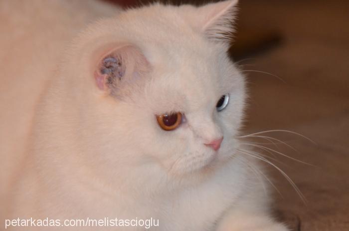 vişne Dişi British Shorthair