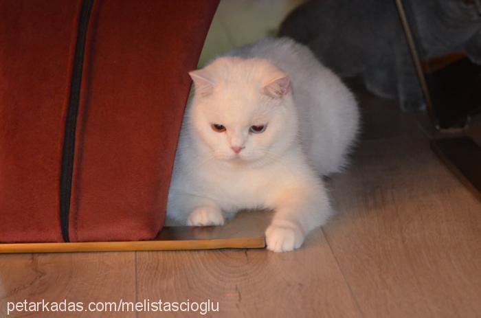 vişne Dişi British Shorthair