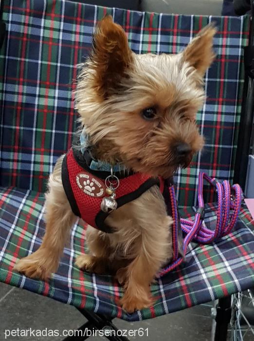 anthony Erkek Yorkshire Terrier