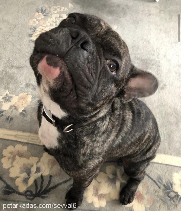 apollo Erkek Fransız Bulldog