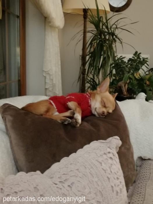 sancho Erkek Chihuahua