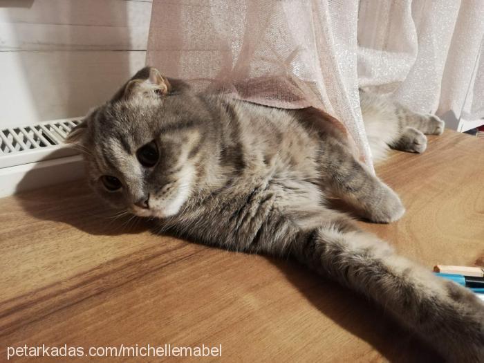 mabel Dişi Scottish Fold