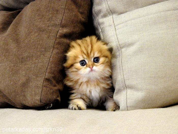 zilly Dişi Scottish Fold