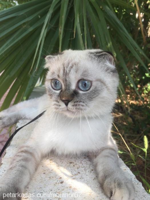 badem Dişi Scottish Fold