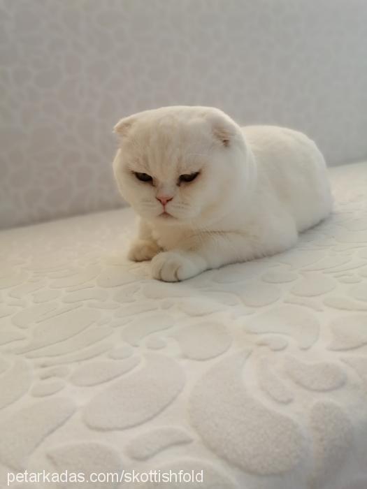 sİmba Erkek Scottish Fold