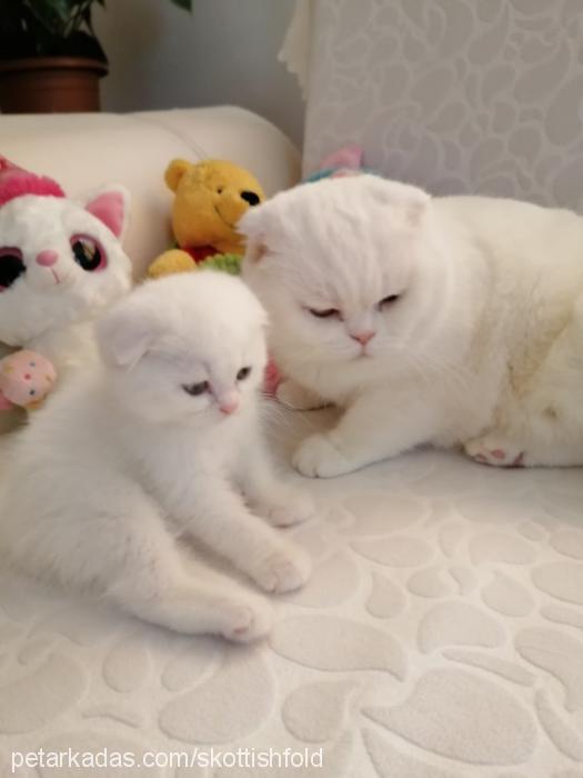 sİmba Erkek Scottish Fold