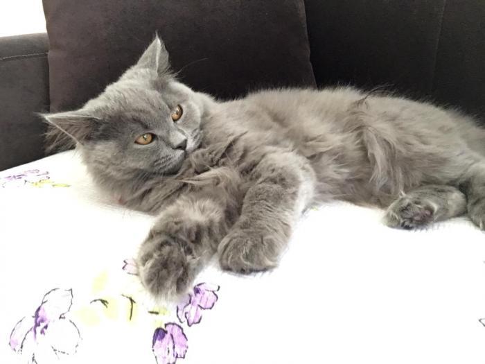 eva Dişi British Shorthair