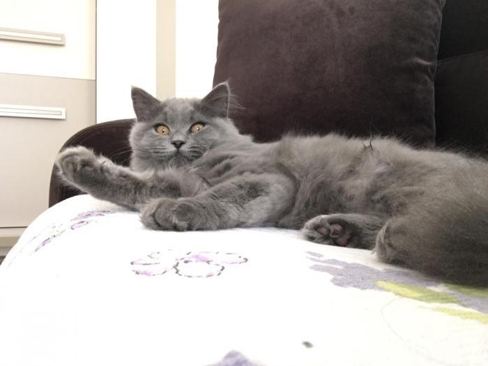 eva Dişi British Shorthair