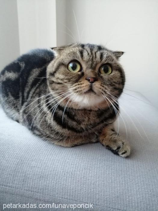 ponçik Dişi Scottish Fold