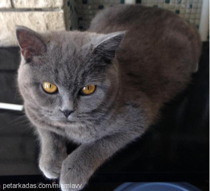 mIa Dişi British Shorthair