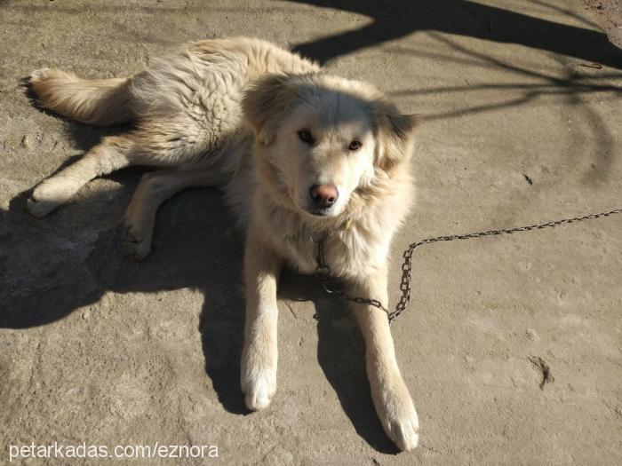 paşa Erkek Golden Retriever