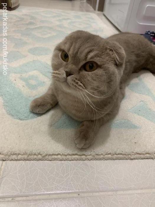 kuki Dişi Scottish Fold