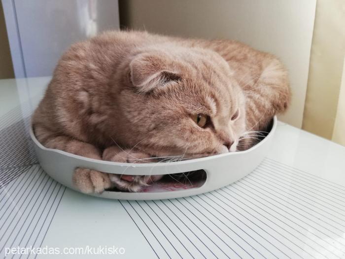 kuki Dişi Scottish Fold