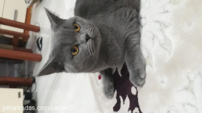 ponçik Dişi British Shorthair