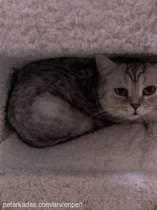 arwen Dişi British Shorthair