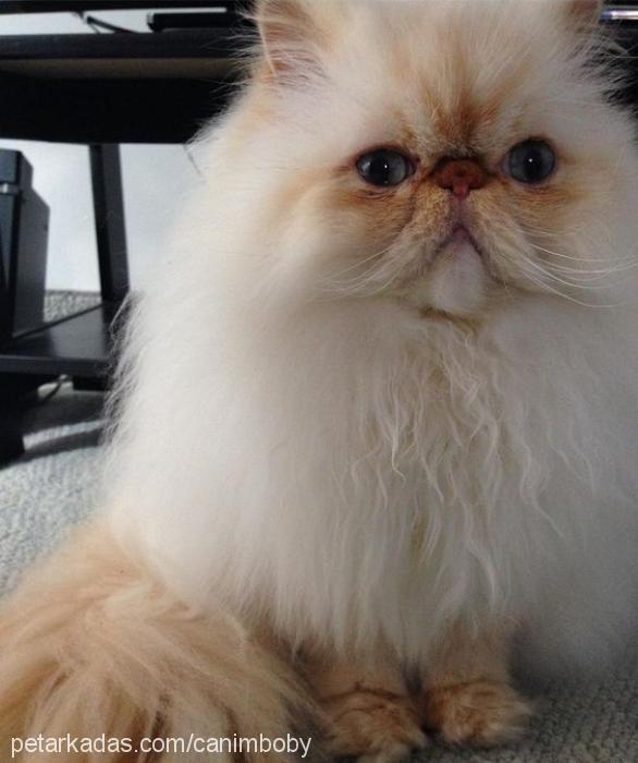 yumoş Dişi Exotic Shorthair