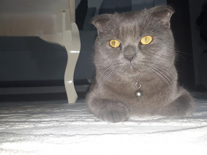 duman Erkek Scottish Fold