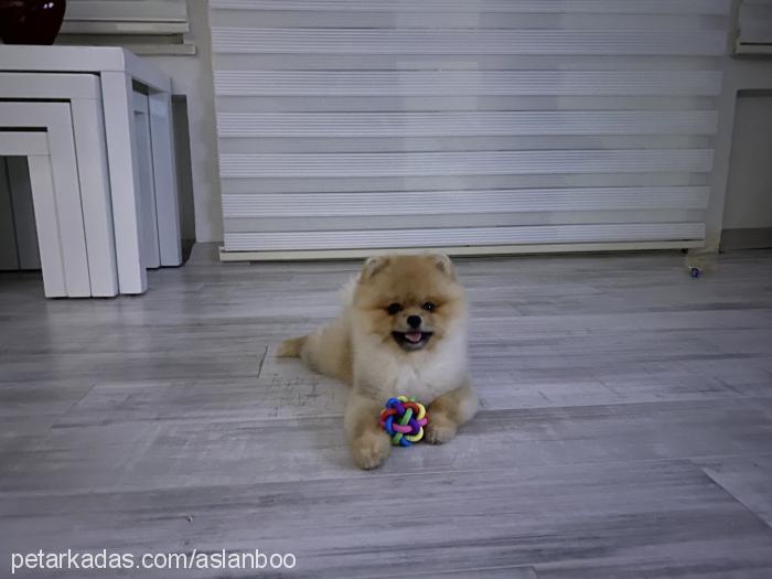 pomerinanboo Erkek Pomeranyalı