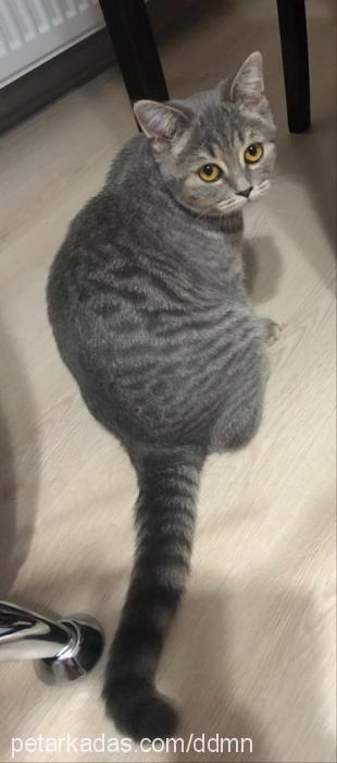 dumoş Dişi British Shorthair