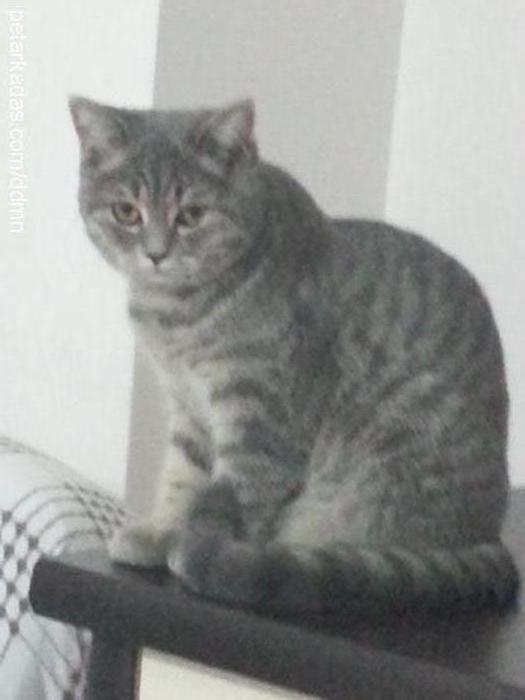 dumoş Dişi British Shorthair