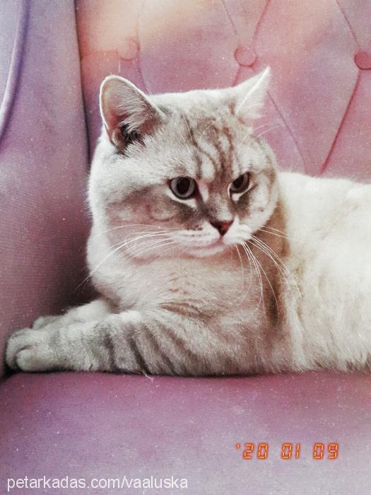 fındık Erkek British Shorthair