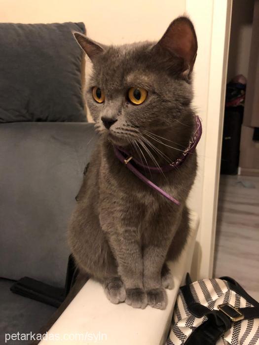 düşes Dişi British Shorthair