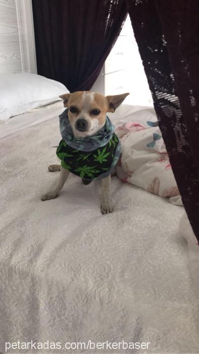 richie Erkek Chihuahua