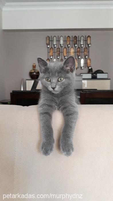 murphy Dişi British Shorthair