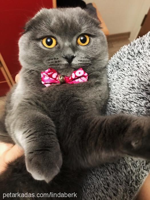 linda Dişi Scottish Fold