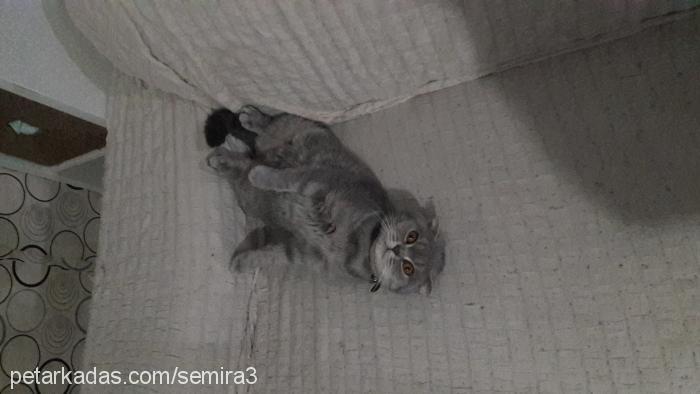 mırmır Dişi Scottish Fold