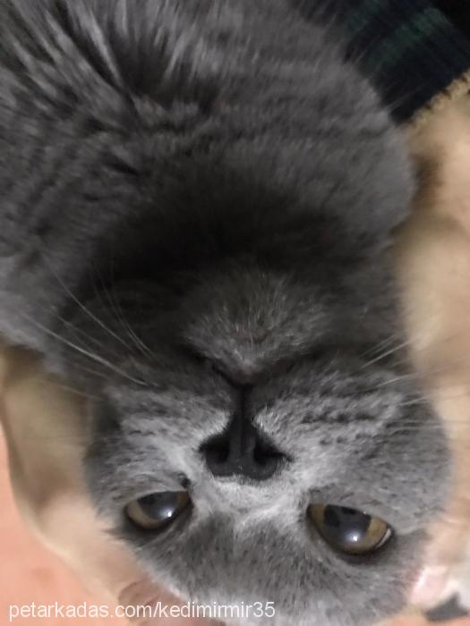 mIrmır Erkek British Shorthair