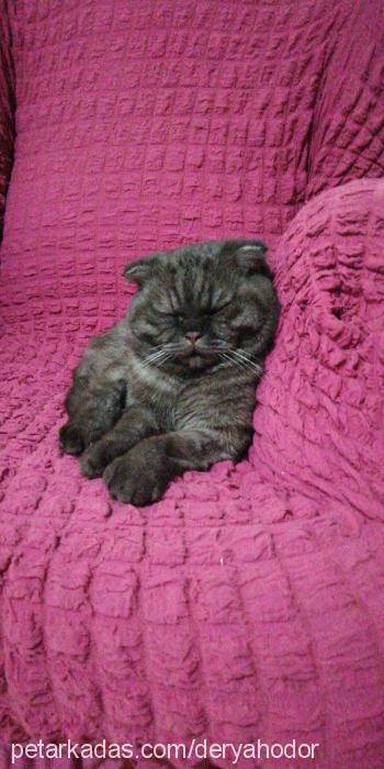 hodor Erkek Scottish Fold