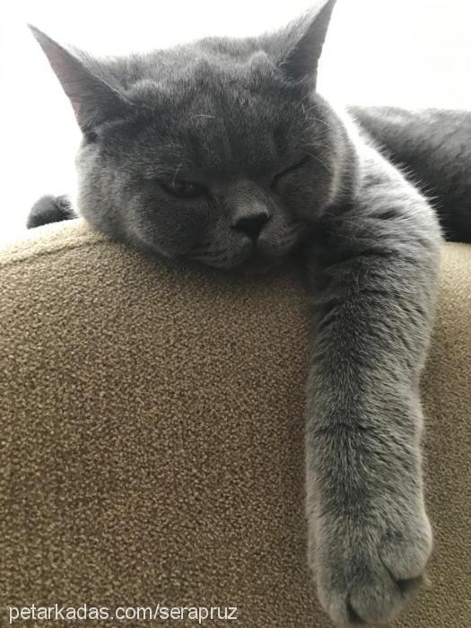 silver Erkek British Shorthair